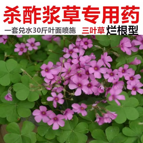 酢浆草专杀除草剂烂根药