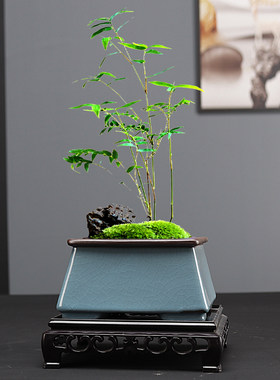 紫砂花盆方形兰花菖蒲花卉绿植盆栽多肉盆景小陶瓷专用清仓带底座