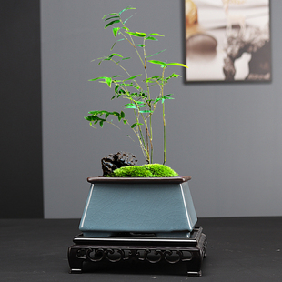 紫砂花盆方形兰花菖蒲花卉绿植盆栽多肉盆景小陶瓷专用清仓带底座