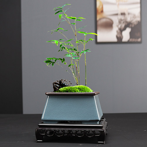 紫砂花盆方形兰花菖蒲花卉绿植盆栽多肉盆景小陶瓷专用清仓带底座
