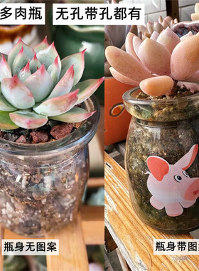 小红书抖音透明布丁玻璃多肉瓶迷你多肉罐无孔控养水培带孔多肉瓶