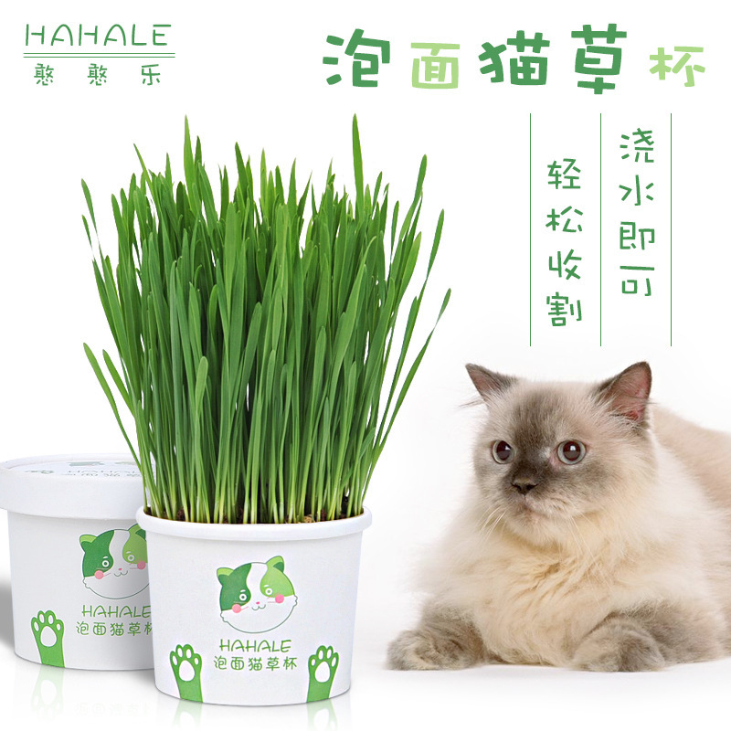 猫草一杯懒人套装催吐小麦种子