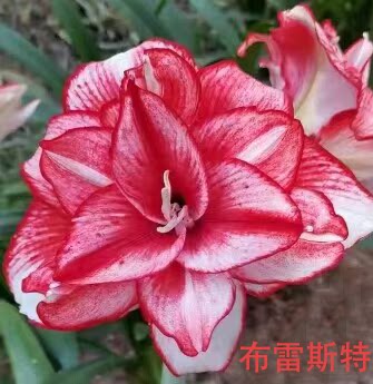 澳朱 朱顶红 布雷斯特 澳大利亚进口 包对版送礼