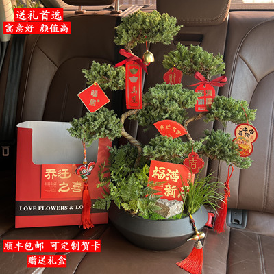 五层塔松盆景青松绿植祝寿礼送长辈开业乔迁送礼送老师生日退休