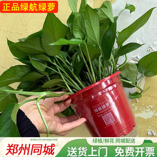 lv航绿萝盆栽室内净化空气装 修新房除味水培植物大叶绿萝好养