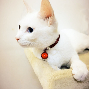 宠物狗狗铜铃铛项链