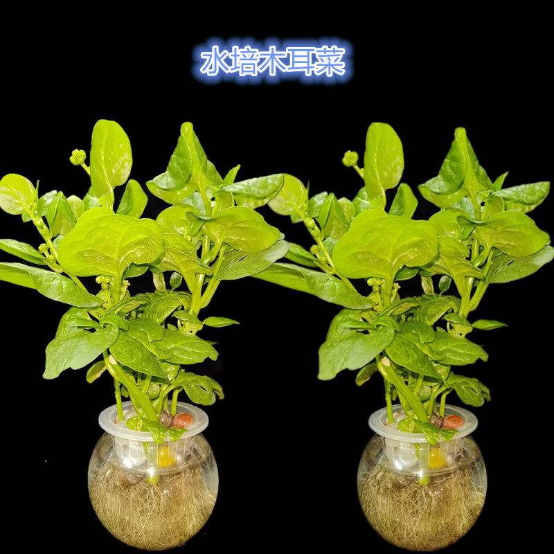 透明水培看得见根部生长幼儿园学生水培小盆栽