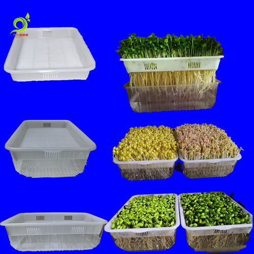 豌豆苗菜价格 豌豆苗菜图片 星期三