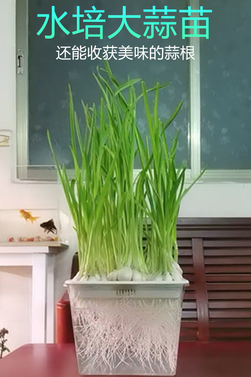蒜苗葱苗水培盘种菜盆芽苗菜育苗盘水培看得见根无土透明种植盘