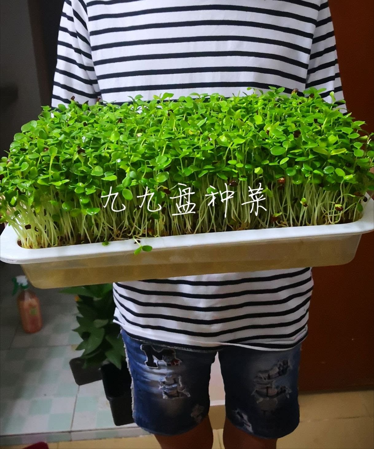 香椿种子红油香椿种籽水培芽苗菜种子新产香椿树种子盆栽种子包邮