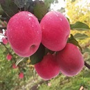 包邮 苹果5斤全国 产地直发 新鲜 甘肃天水特大红富士好看又好吃