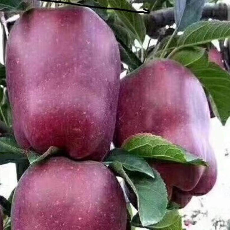 天水山地花牛苹果新鲜多汁香甜可口粉面孕妇宝宝老人刮泥辅食,水产肉类/新鲜蔬果/熟食,苹果,淘宝优惠券,粉丝福利购,淘宝优惠卷