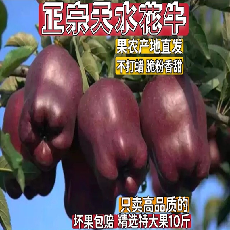 现摘天水红苹果花牛孕妇宝宝刮泥