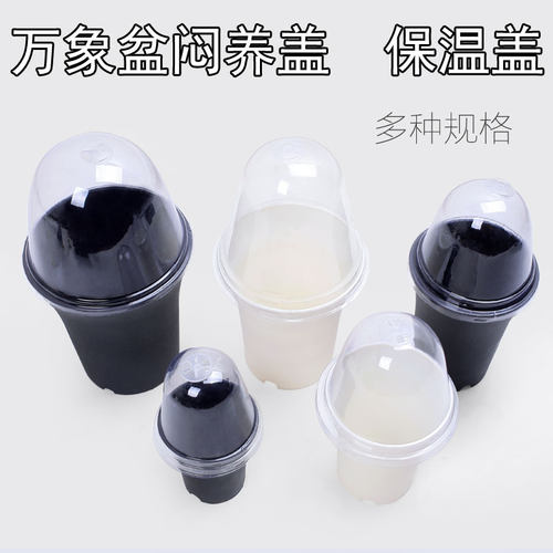 塑料加厚万象盆闷养透气玉露插扦