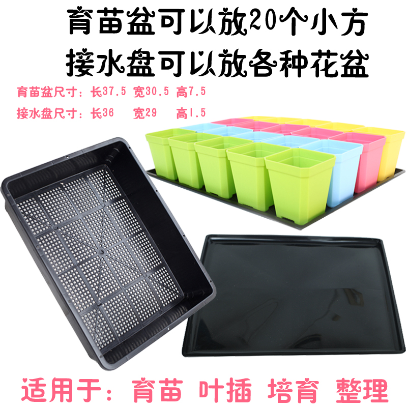 小黑方育苗盆huasu多肉托盘叶插