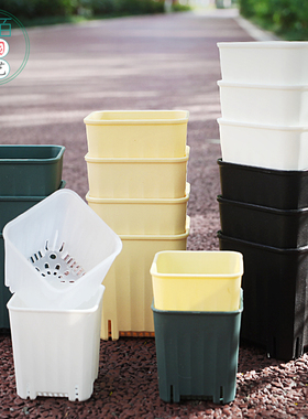 多肉肉锥番杏花盆塑料方形植物矮方盆绿植盆栽叶插育苗盆托架套餐