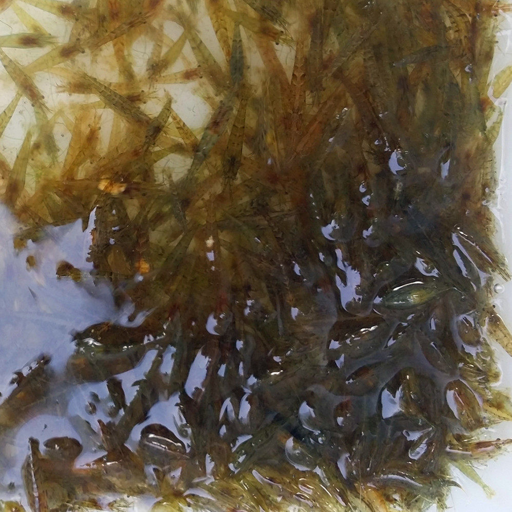 鱼缸水族箱环保除青苔褐藻无盐虾
