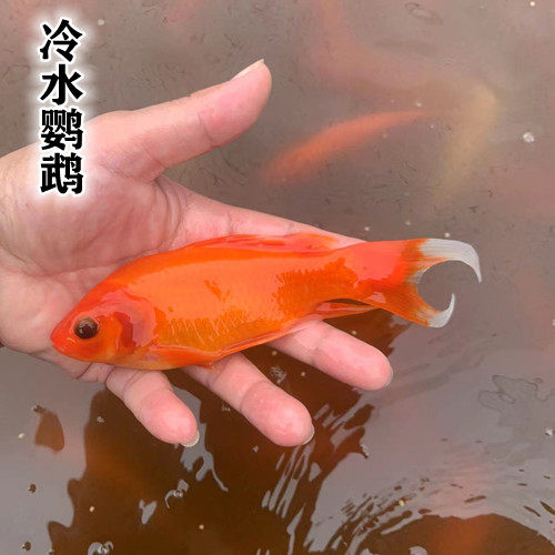 观赏鱼冷水血鹦鹉发财鱼黑眼草金淡水年货宠物练手鱼活体好养包邮