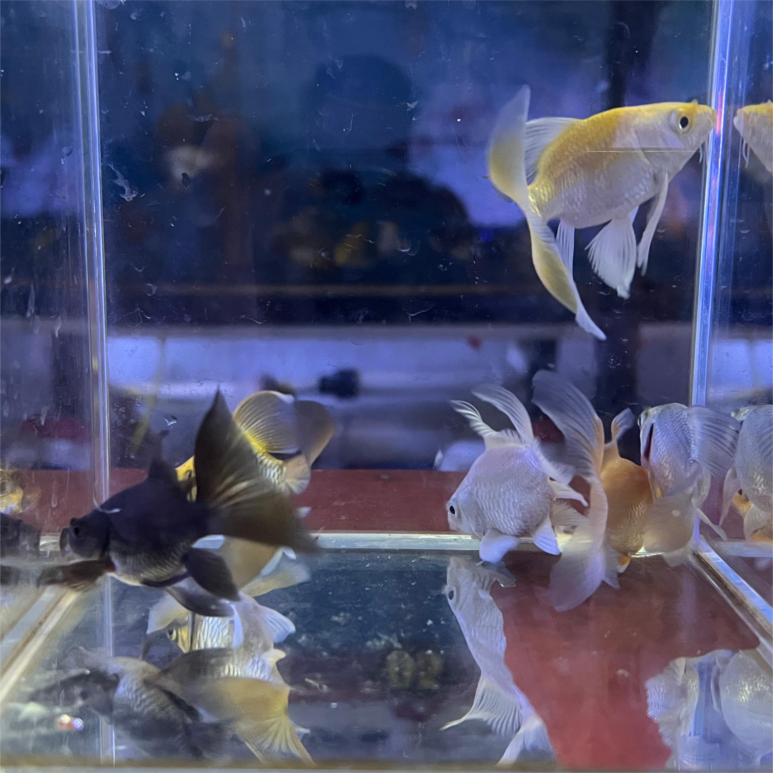【花色组合】台湾球体蝴蝶鲤 黄黑红金色玛雅蝴蝶鲤 大鳍大尾