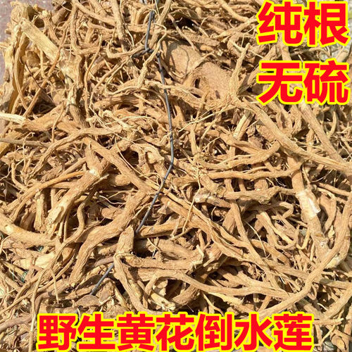 野生 倒吊黄根黄花倒水莲 黄花大远志观音串倒吊王 500g包邮 - 封面