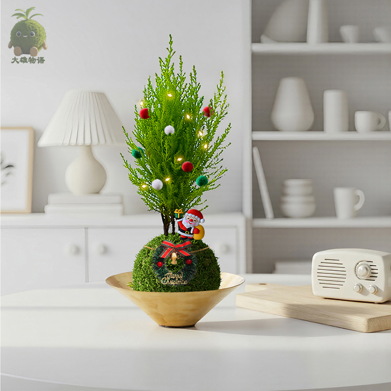 圣诞树圣诞小香松苔藓球绿植