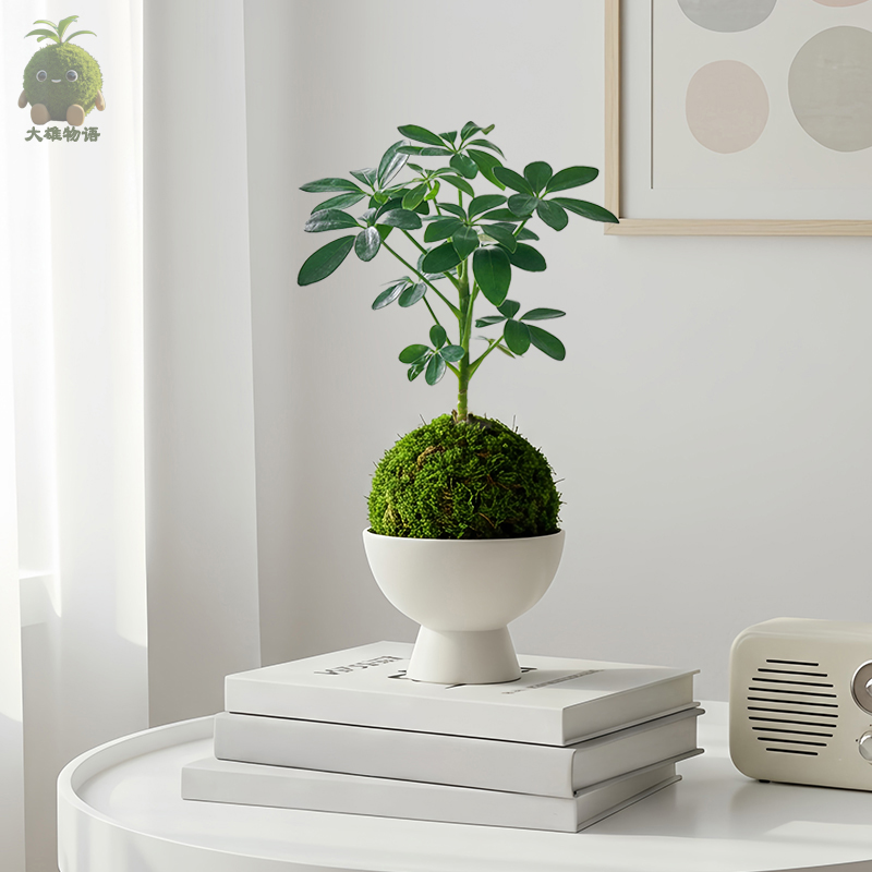 八方来财鸭脚木苔藓球绿植