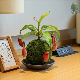猪笼草苔藓球食虫草植物盆栽室内办公桌卧室驱蚊捕虫趣味绿植花卉