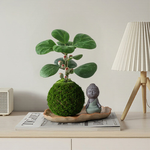 小盼菩提苔藓球盆栽带果绿植