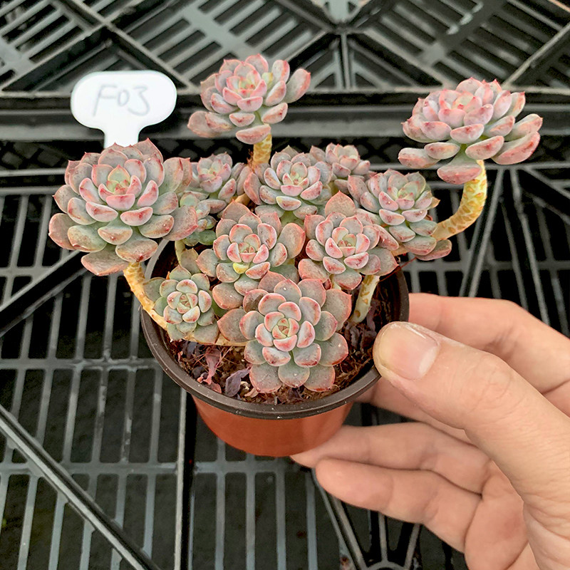 一物一拍粉布偶多头小老桩好养多肉植物桌面吸甲醛精品肉肉花卉