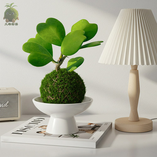 每片叶子都是心形好养爱心苔藓球