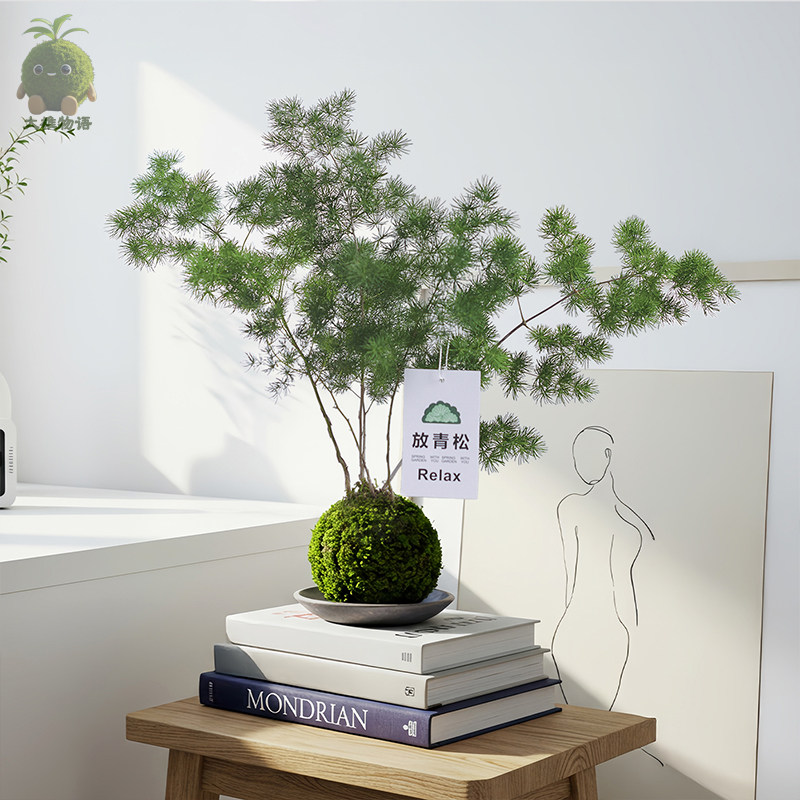 【放轻松】蓬莱松苔藓球室内桌面创意绿植苔玉办公室植物好养盆栽