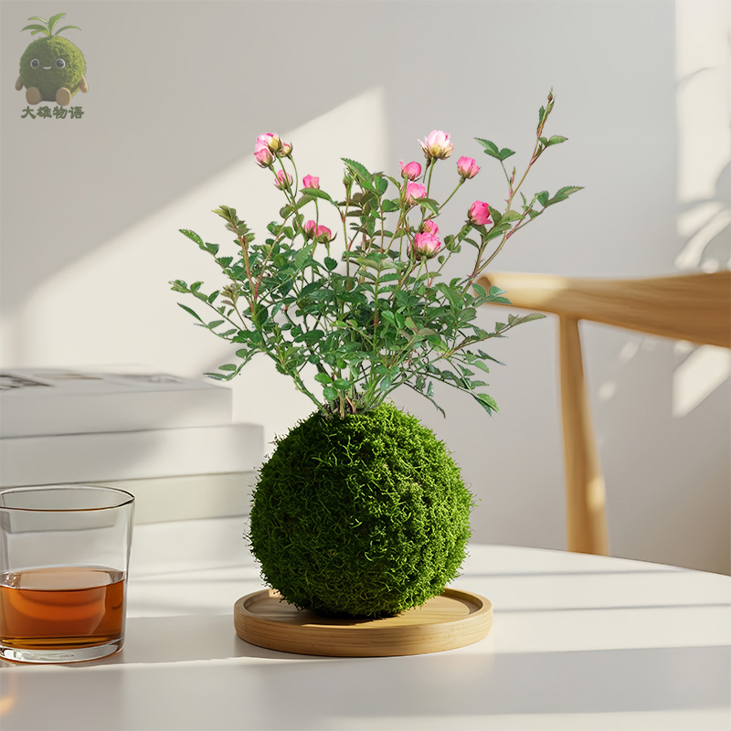 须惠姬苔藓球带花苞桌面月季