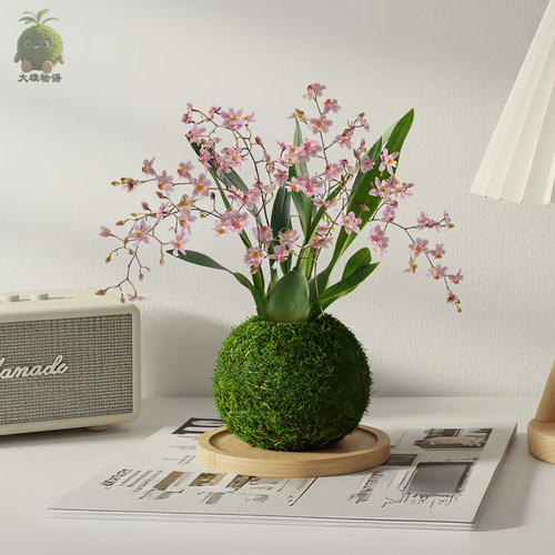 梦香兰苔藓球粉花植物盆栽