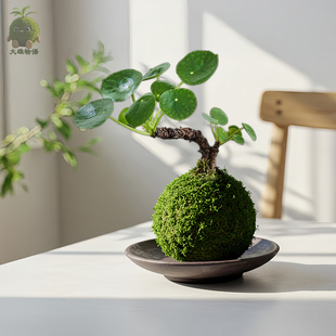 镜面草苔藓球 盆栽客厅办公室水培植物禅意室内苔玉盆景花卉绿植