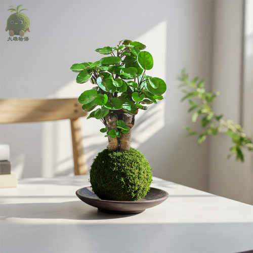 钱多多苔藓球招财福禄桐绿植