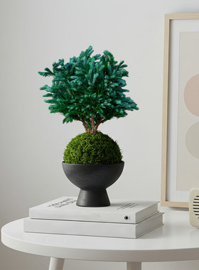 蓝色波尔瓦苔藓球蓝松办公室客厅苔玉好养绿植盆栽植物四季常青