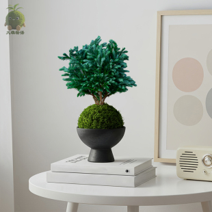 蓝色波尔瓦苔藓球蓝松办公室客厅苔玉好养绿植盆栽植物四季常青