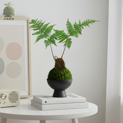 红磷蕨苔藓球室内喜阴绿植盆栽