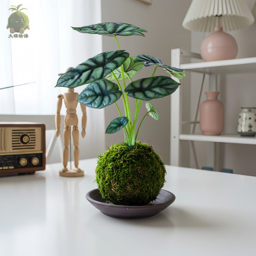 白犀牛海芋苔藓球懒人绿植