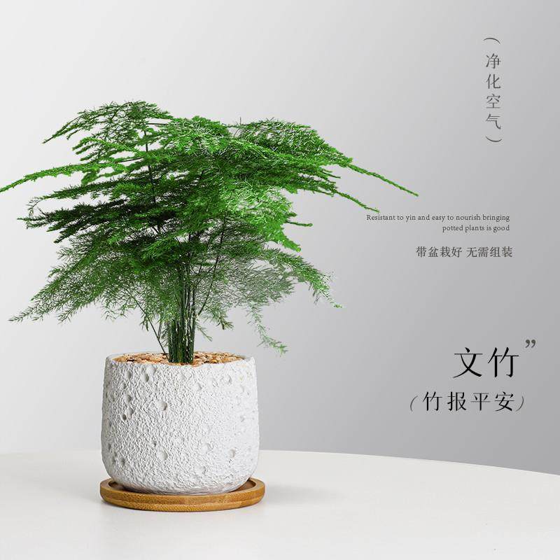文竹盆栽室内耐阴花卉办公室桌面懒人好养绿植四季常青创意小盆景