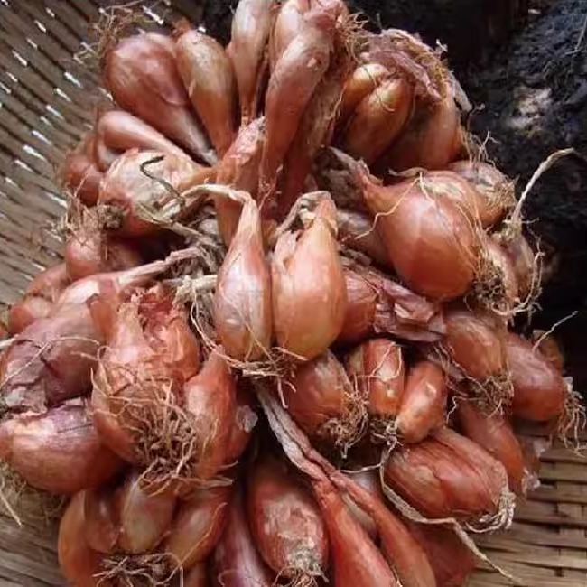 新鲜闽南可做台湾卤肉饭红葱头