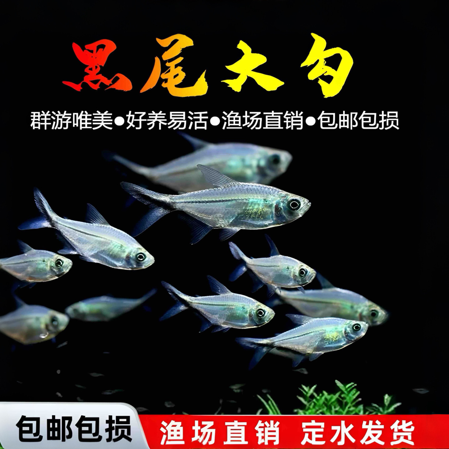 黑尾大勾群游鱼草缸小型活体热带观赏鱼淡水天使红大勾扯旗灯科鱼