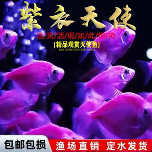 天使鱼观赏鱼大号群游懒人小型淡水好养耐活红天使热带观赏鱼活体