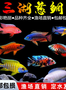 三湖慈鲷鱼黑线王子活体中小型耐养易活热带观赏鱼淡水鱼