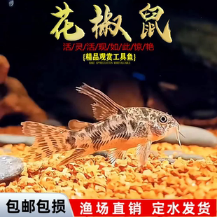 花椒鼠老鼠鱼清道夫金苔鼠胡子底栖鱼除藻清洁工具鱼热带观赏鱼