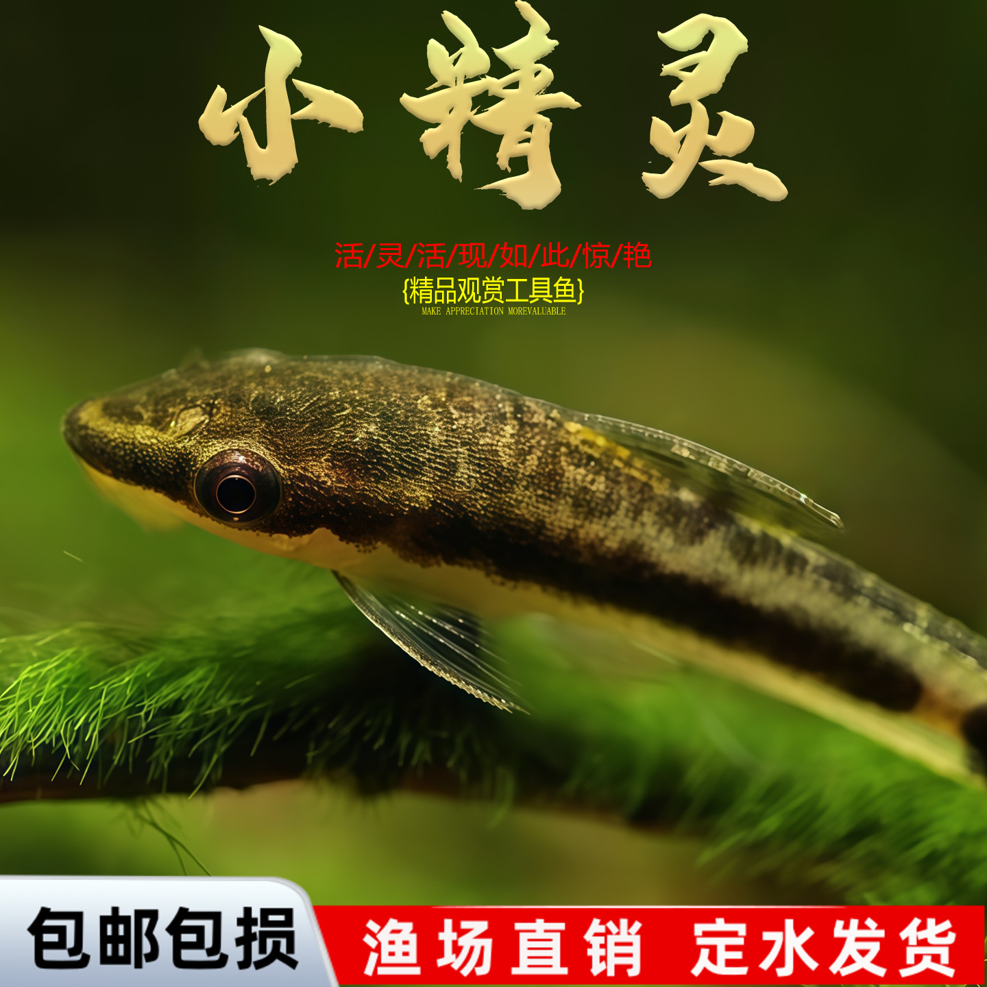 老虎小精灵鱼熊猫青苔鼠耐寒淡水进口原生除藻除青苔工具鱼活体鱼