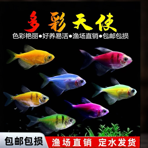 好养耐活小型热带鱼观赏鱼天使鱼