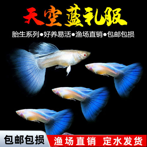 观赏鱼活体凤尾淡水天空蓝孔雀鱼