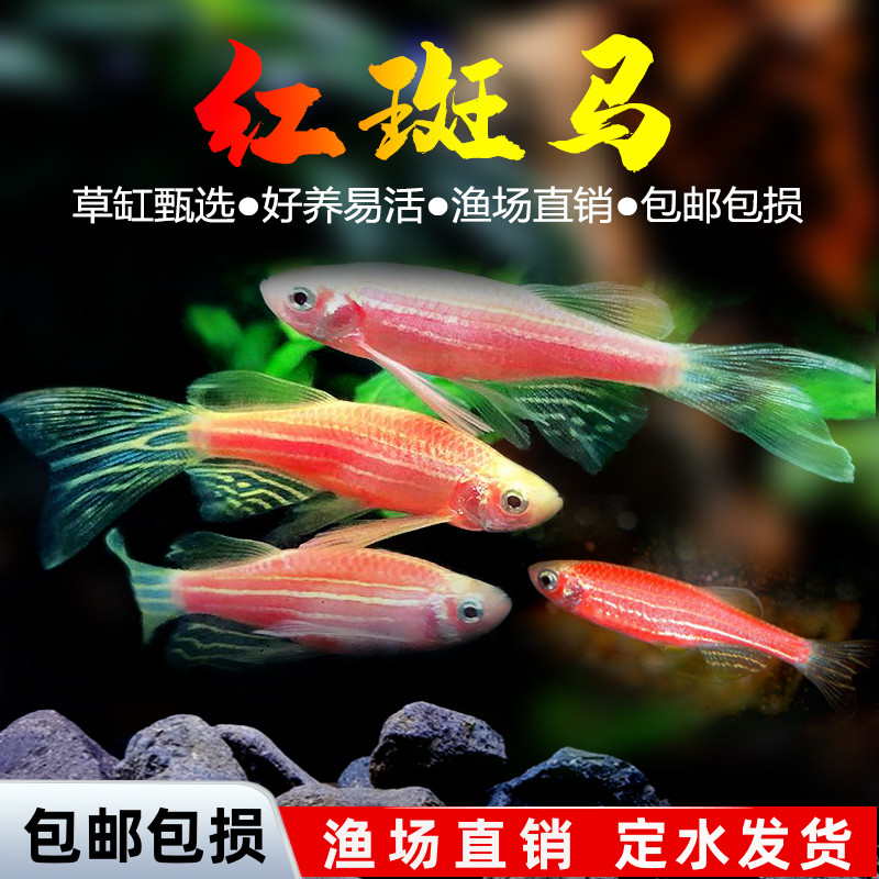 红绿灯活体小型淡水热带观赏鱼
