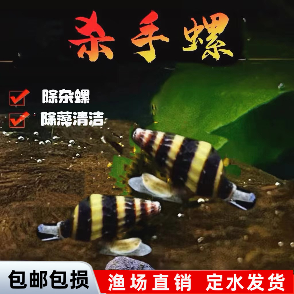 观赏螺黑金刚清洁除藻工具螺